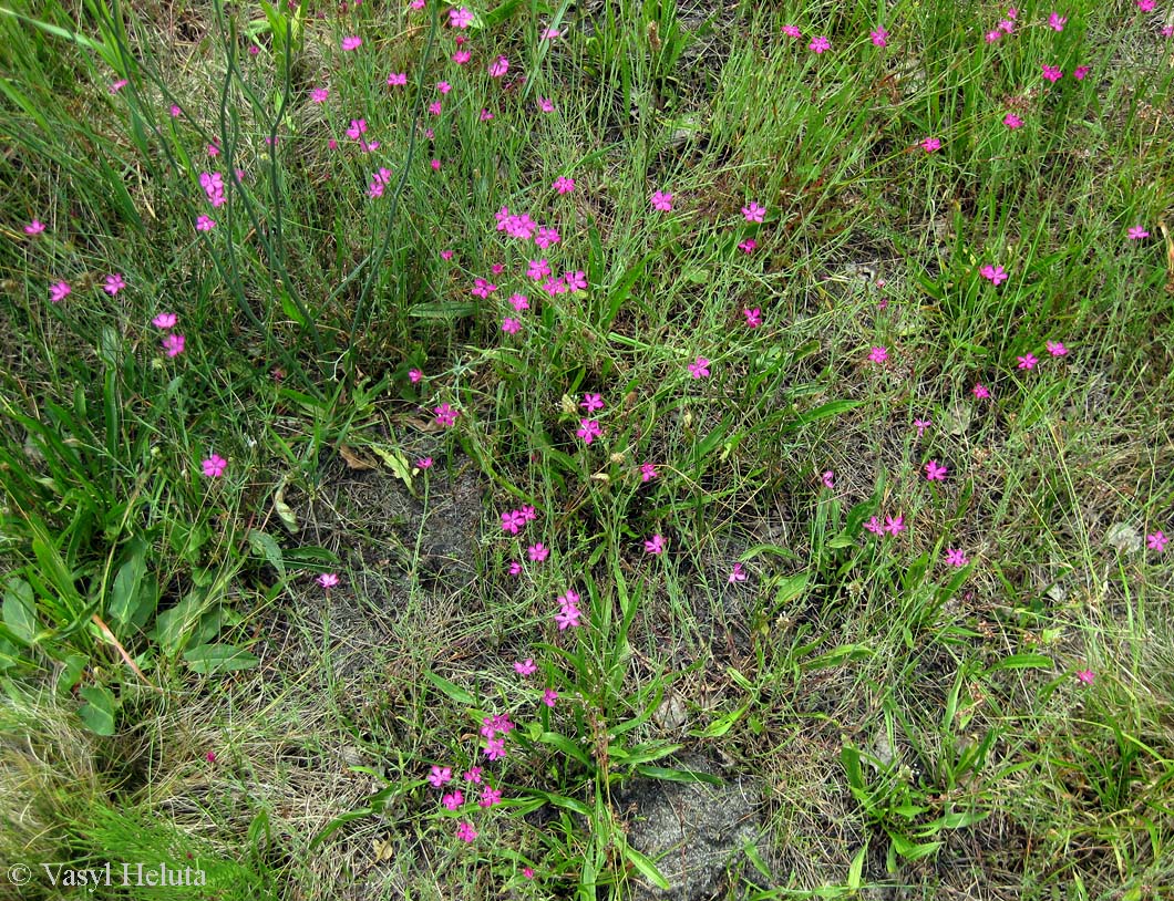 Image of Dianthus deltoides specimen.