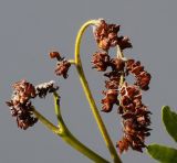 Gleditsia triacanthos. Верхушка побега с поражёнными галлами Dasineura gleditschiae молодыми листочками (f. ´Sumburst´). Германия, г. Кемпен, в парке. 17.06.2012.