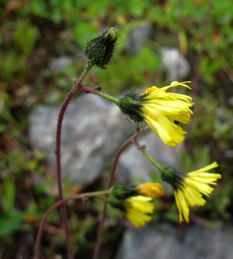 Image of Pilosella czerepninii specimen.