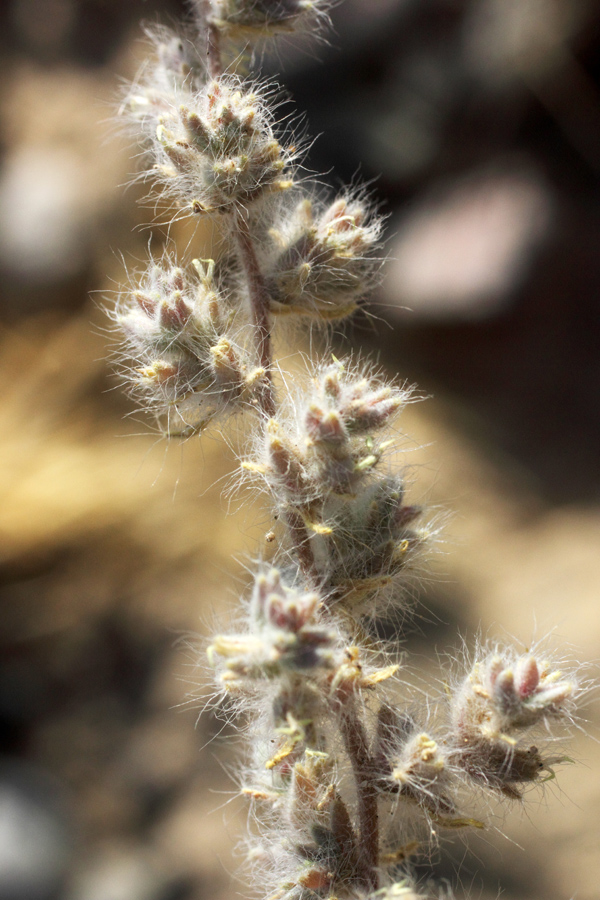 Изображение особи Halocharis hispida.