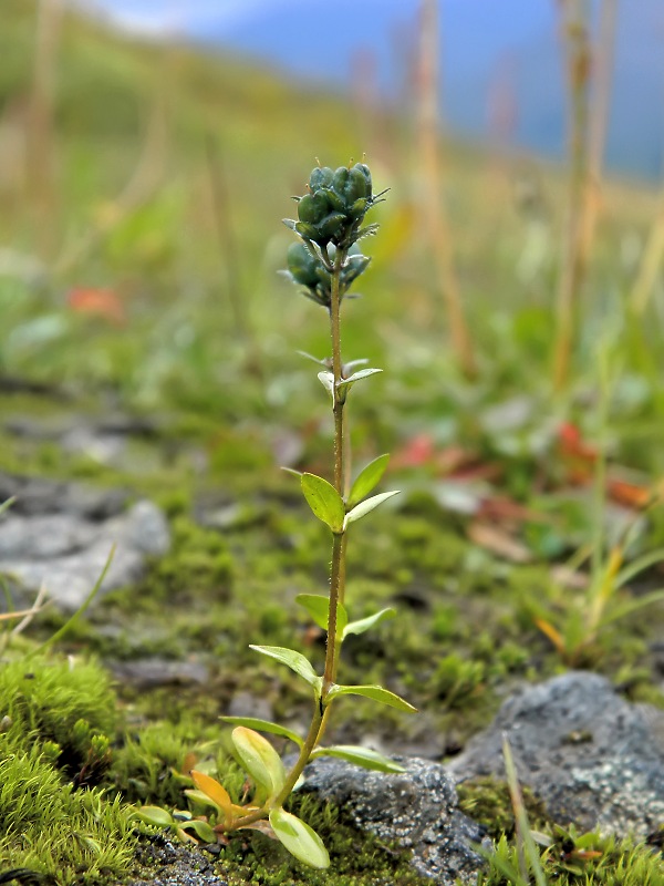 Image of Veronica alpina specimen.