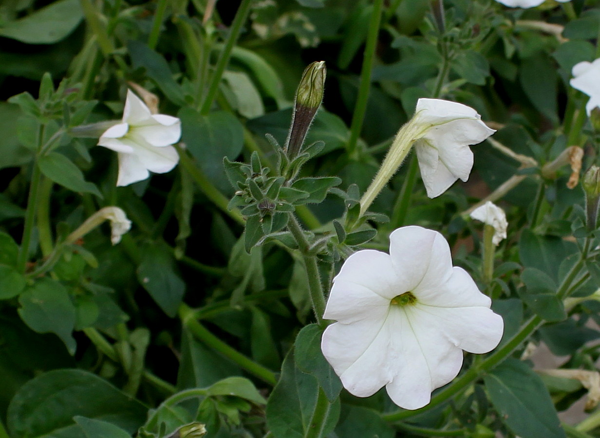 Изображение особи Petunia × atkinsiana.