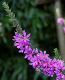 Lythrum salicaria