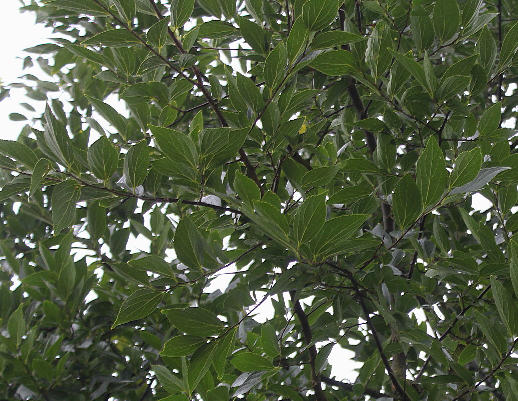 Image of Celtis julianae specimen.