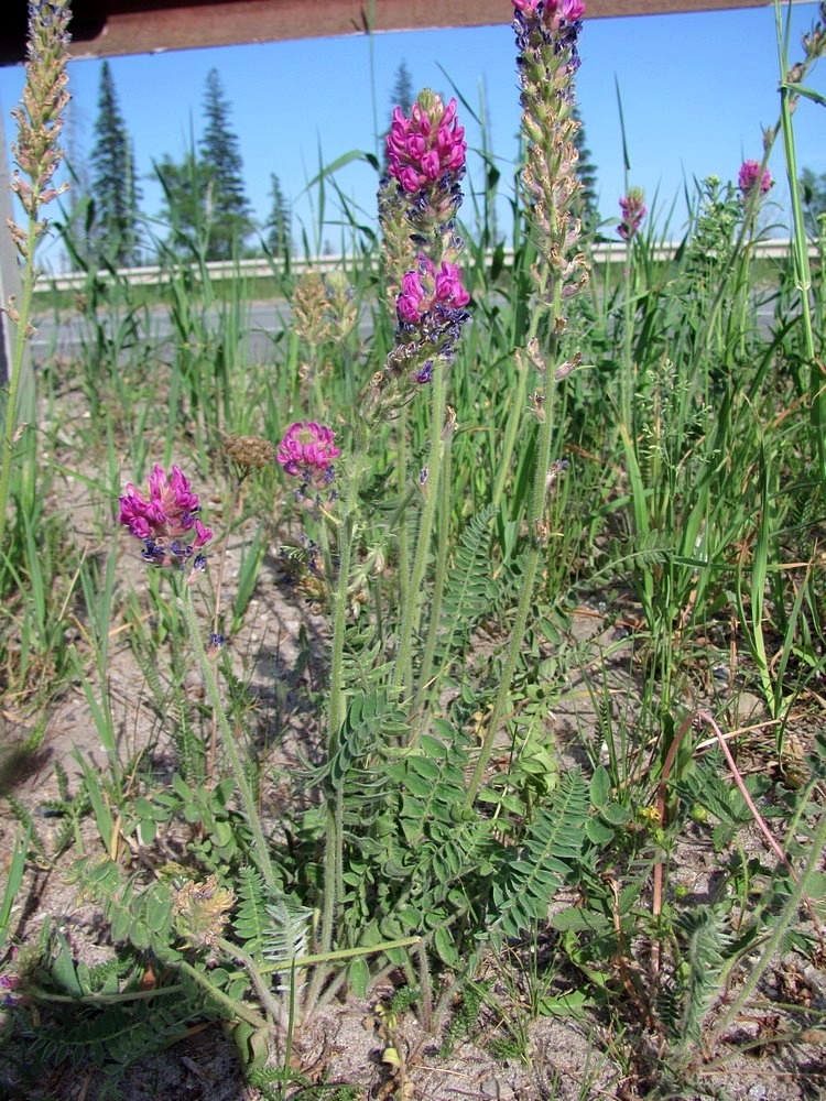 Image of Oxytropis campanulata specimen.