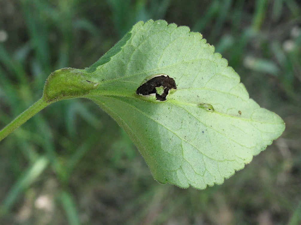 Image of Viola hirta specimen.