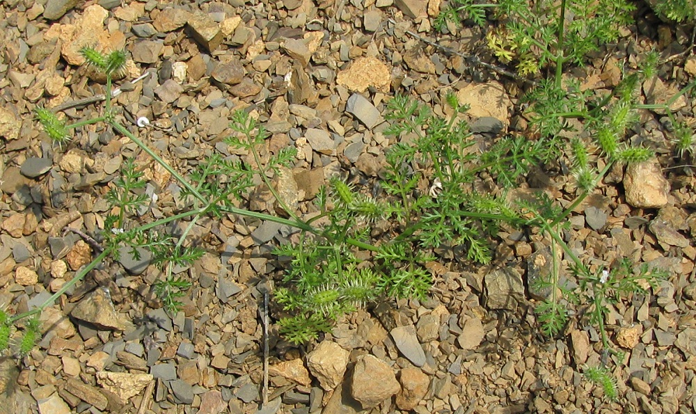 Image of Caucalis platycarpos specimen.