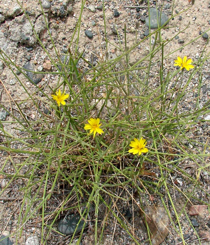 Image of genus Chondrilla specimen.