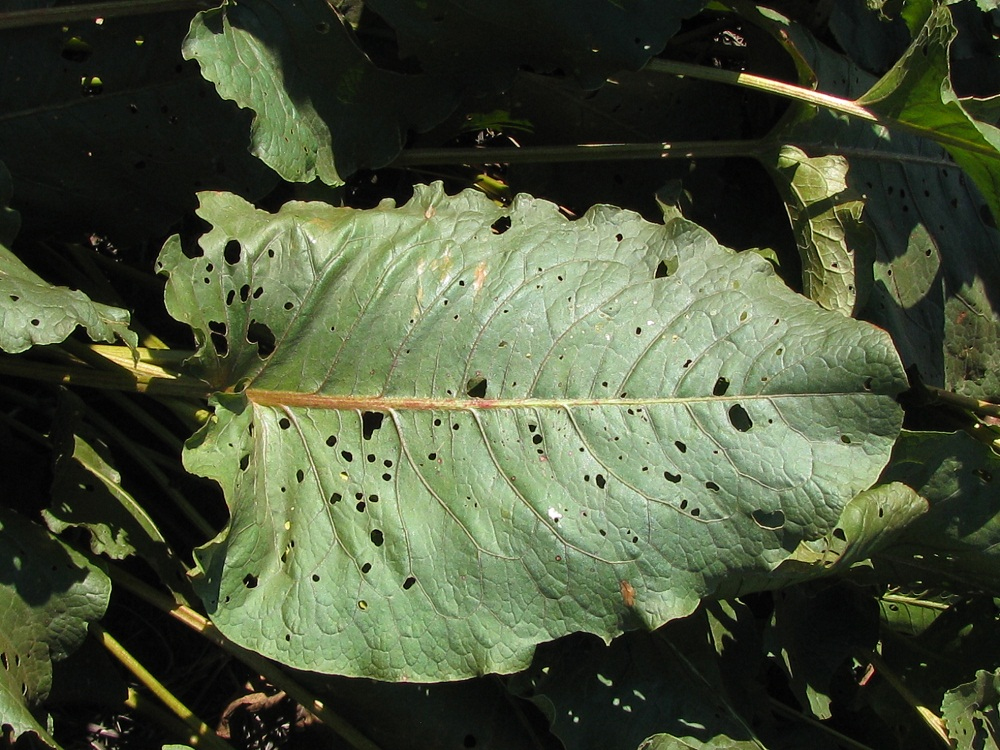 Изображение особи Rumex confertus.