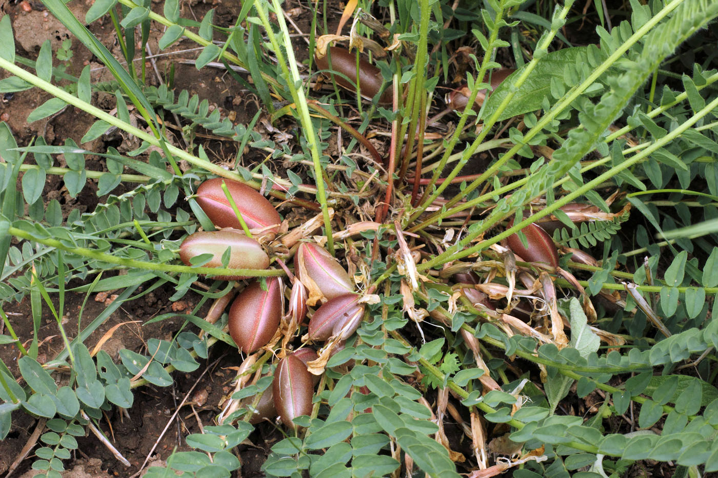 Image of Astragalus macronyx specimen.