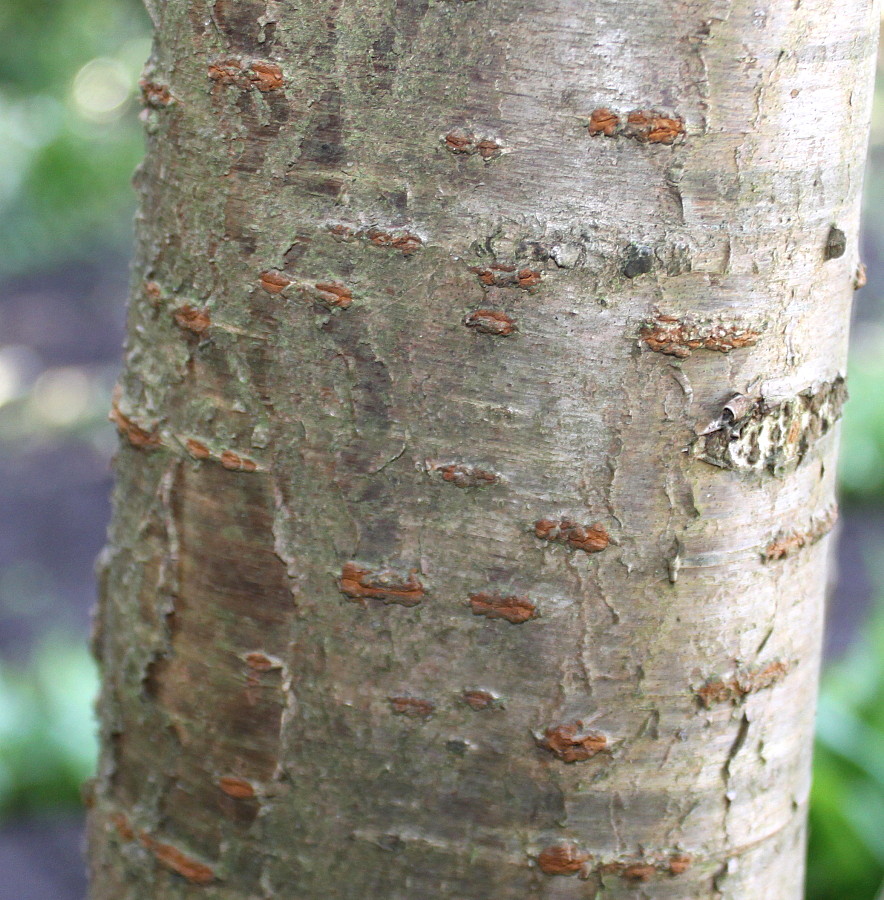 Изображение особи Prunus serrulata.