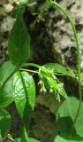 genus Vincetoxicum. Верхушка расцветающего растения. Крым, окр. Соколиного, Большой Каньон, буковый лес, на скале. 3 мая 2013 г.