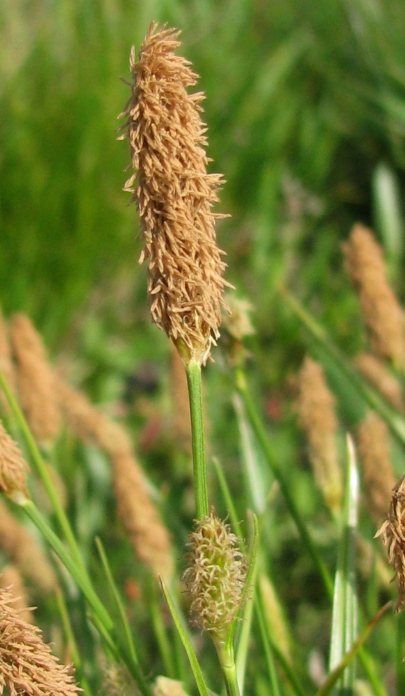 Изображение особи Carex cespitosa.