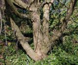 Cornus officinalis