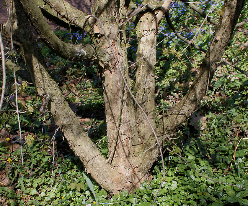 Image of Cornus officinalis specimen.