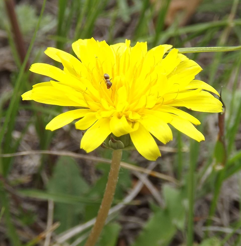 Image of genus Taraxacum specimen.