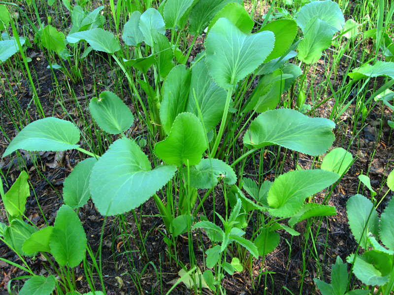 Image of Eryngium planum specimen.