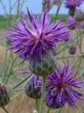 Centaurea adpressa