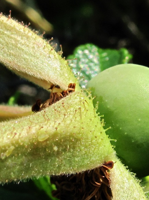 Image of Rosa rugosa specimen.