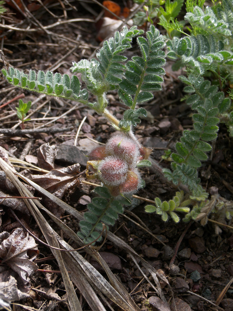 Image of Astragalus ciceroides specimen.