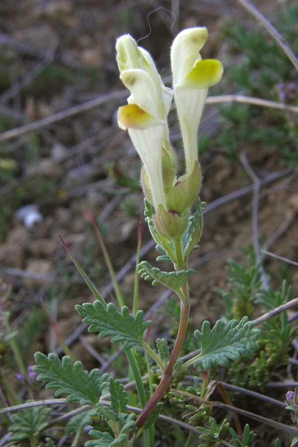 Image of Scutellaria orientalis specimen.