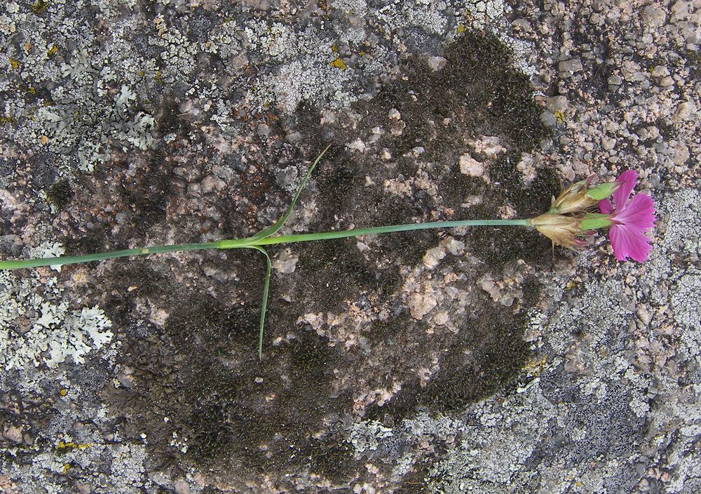 Image of Dianthus ruprechtii specimen.