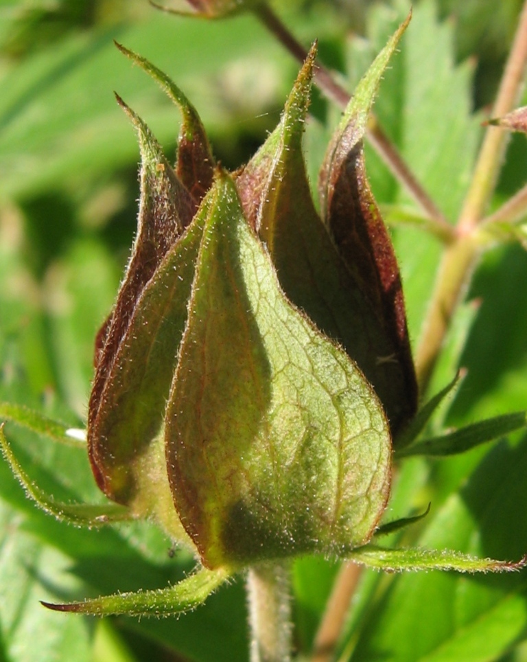 Image of Comarum palustre specimen.