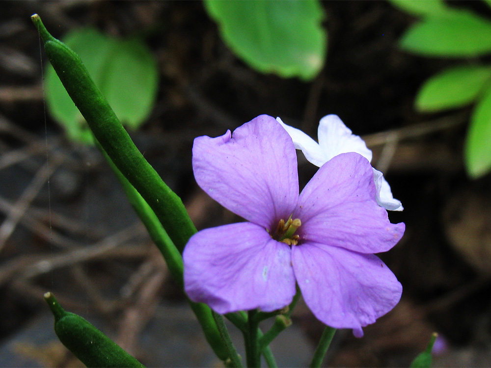 Image of Erysimum bicolor specimen.