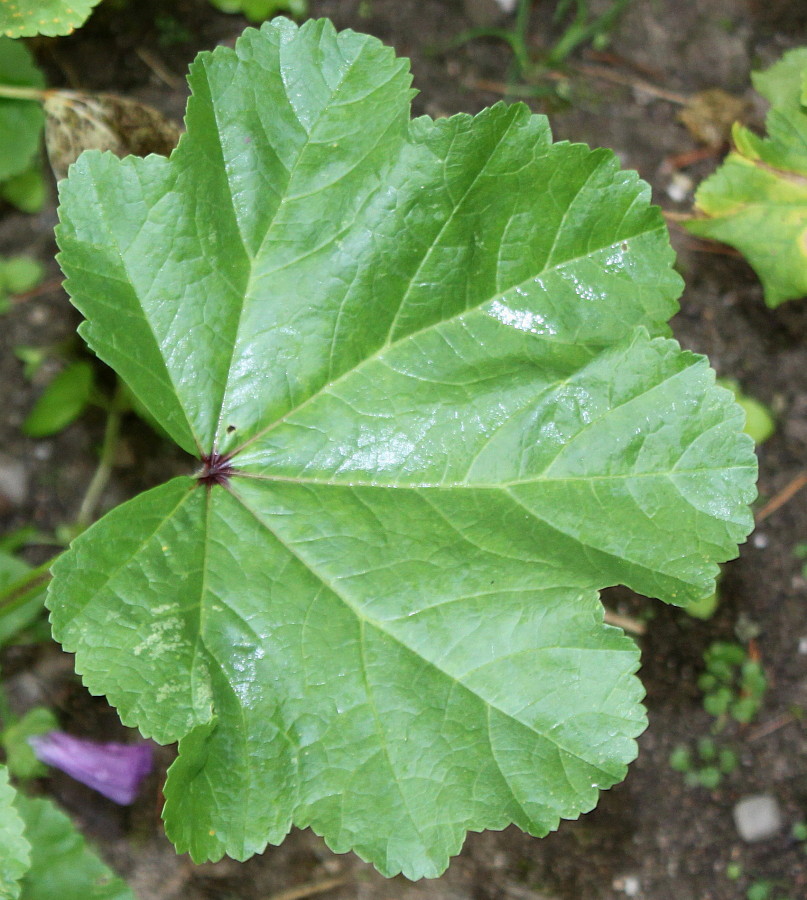 Image of Malva mauritiana specimen.