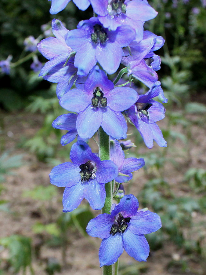 Изображение особи Delphinium ceratophorum.