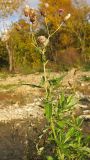 Cirsium setosum. Цветущее и плодоносящее растение на каменистом берегу. Краснодарский край, Крымский р-н, окр. ст. Неберджаевская, р. Богого. 18.09.2013.