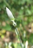 Dianthus marschallii. Бутон. Южный Берег Крыма, мыс Никитин, в лесу. 22.05.2013.