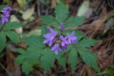 Cardamine quinquefolia