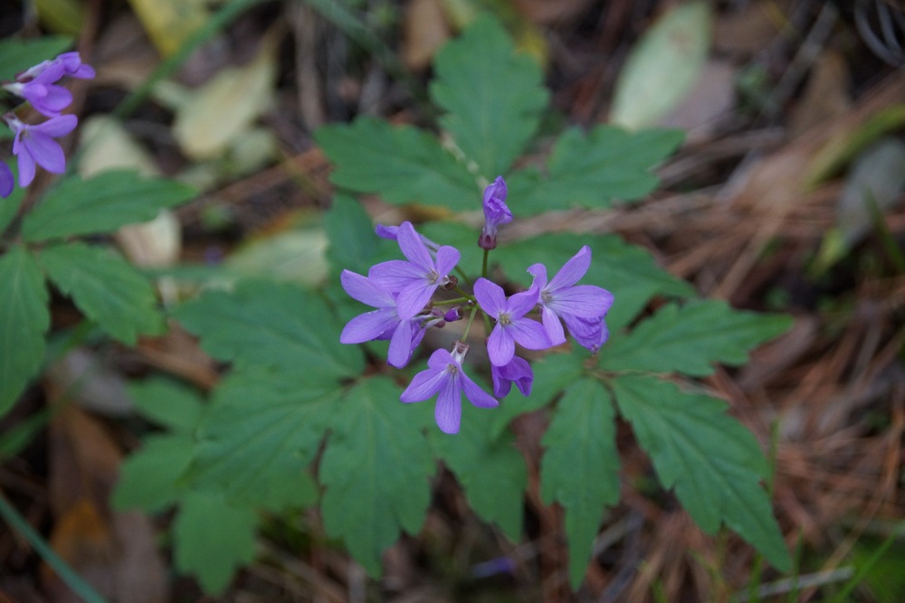 Image of Cardamine quinquefolia specimen.