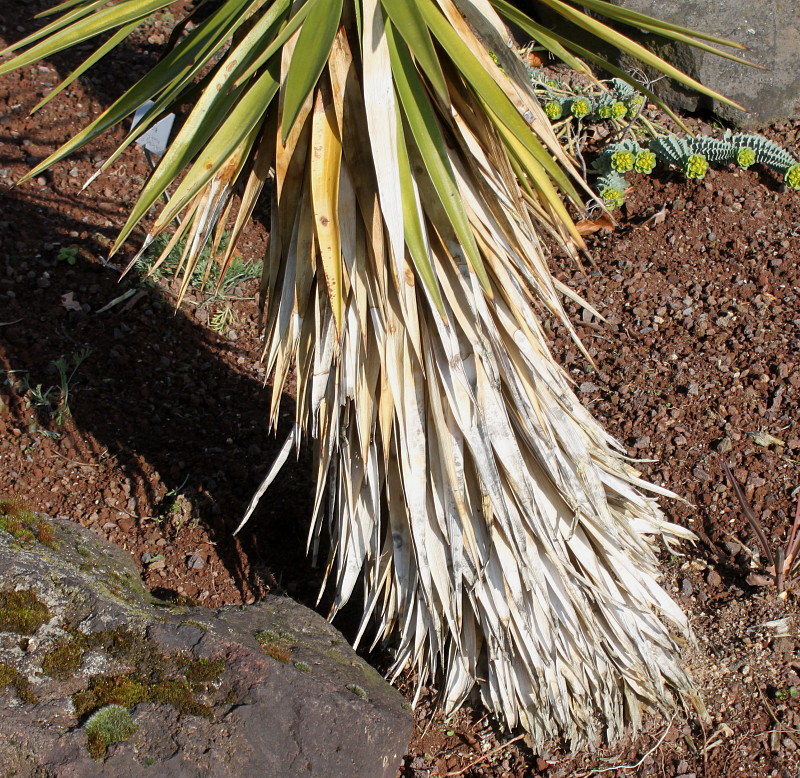 Image of Yucca aloifolia specimen.