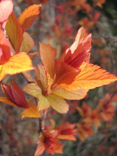 Image of Spiraea japonica specimen.