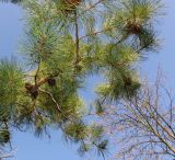 Pinus rigida. Ветвь с прошлогодними шишками. Германия, г. Дюссельдорф, Ботанический сад университета. 10.03.2014.