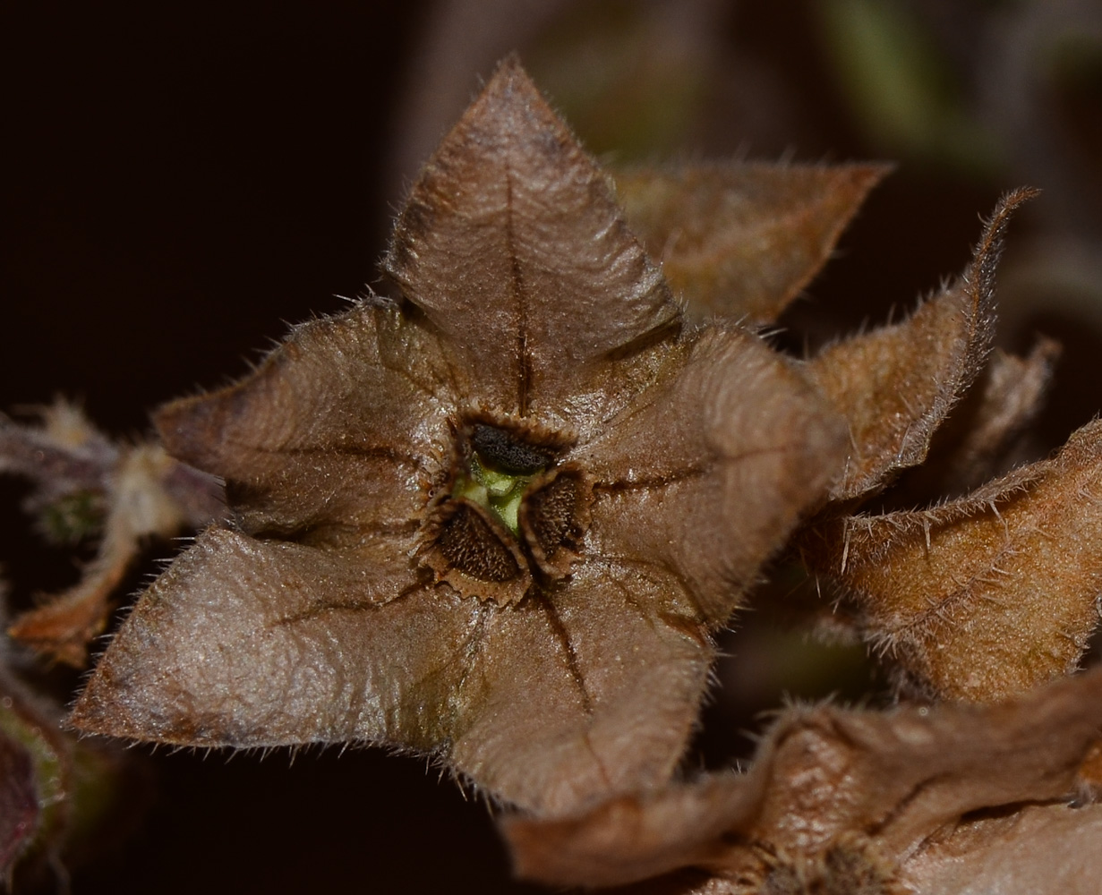 Изображение особи Trichodesma africana.