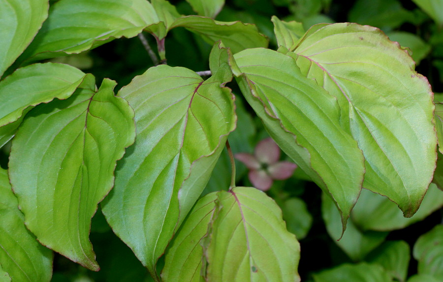 Image of genus Cynoxylon specimen.