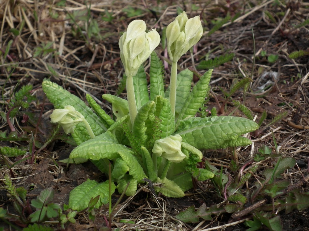 Image of Primula macrocalyx specimen.