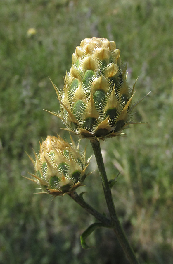 Изображение особи Centaurea &times; panciciana.