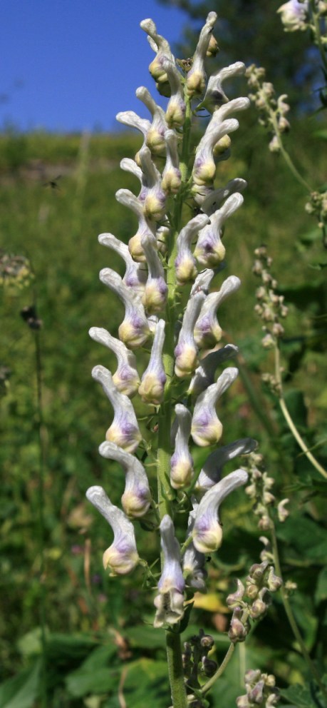 Image of Aconitum orientale specimen.