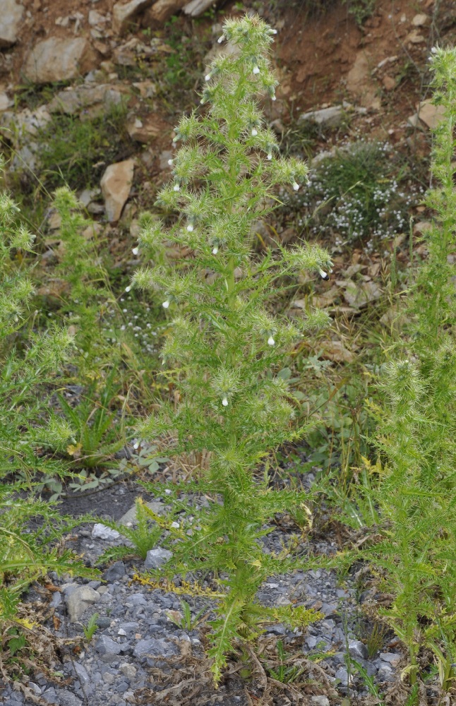 Изображение особи Cirsium candelabrum.