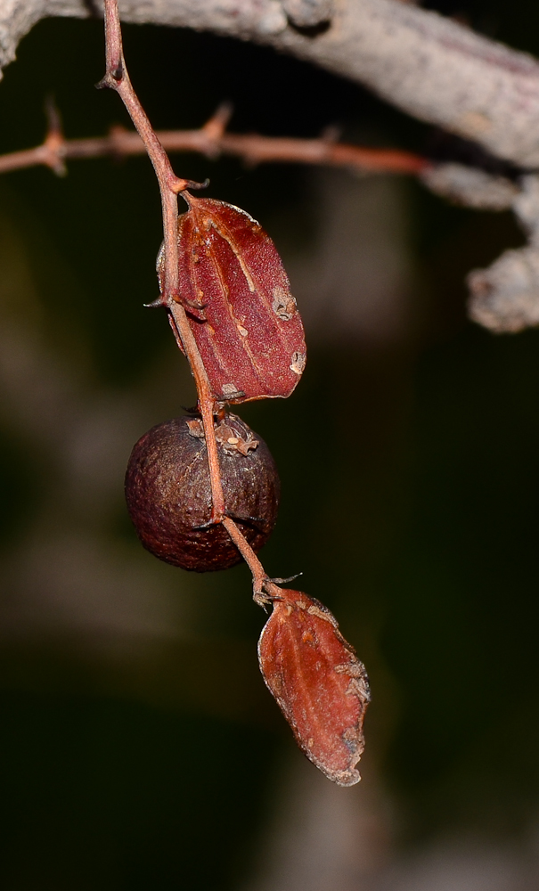 Image of Ziziphus lotus specimen.