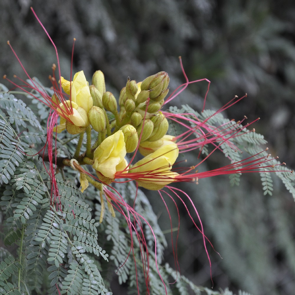 Изображение особи Caesalpinia gilliesii.