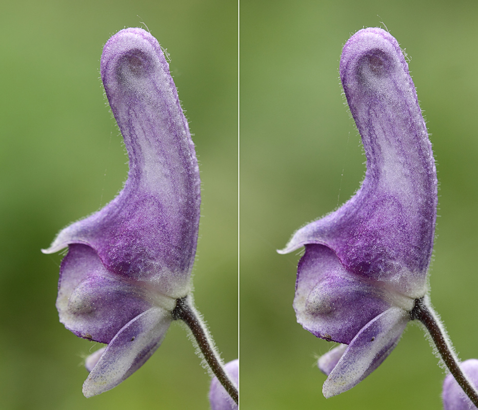 Изображение особи Aconitum septentrionale.