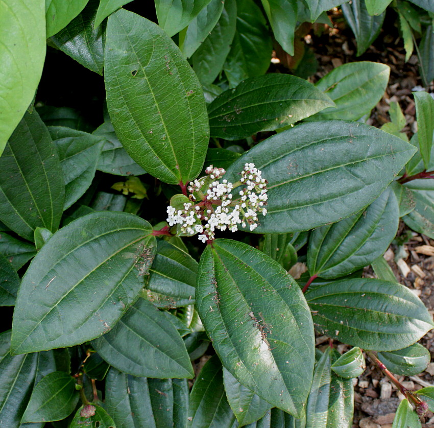 Image of Viburnum davidii specimen.