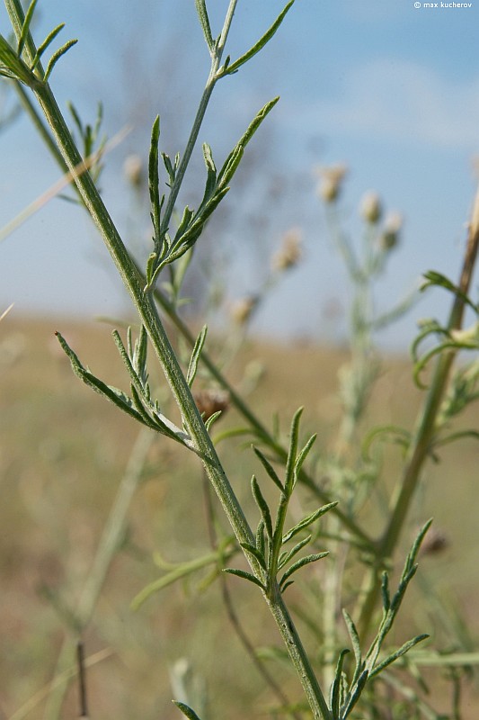 Image of Centaurea arenaria specimen.