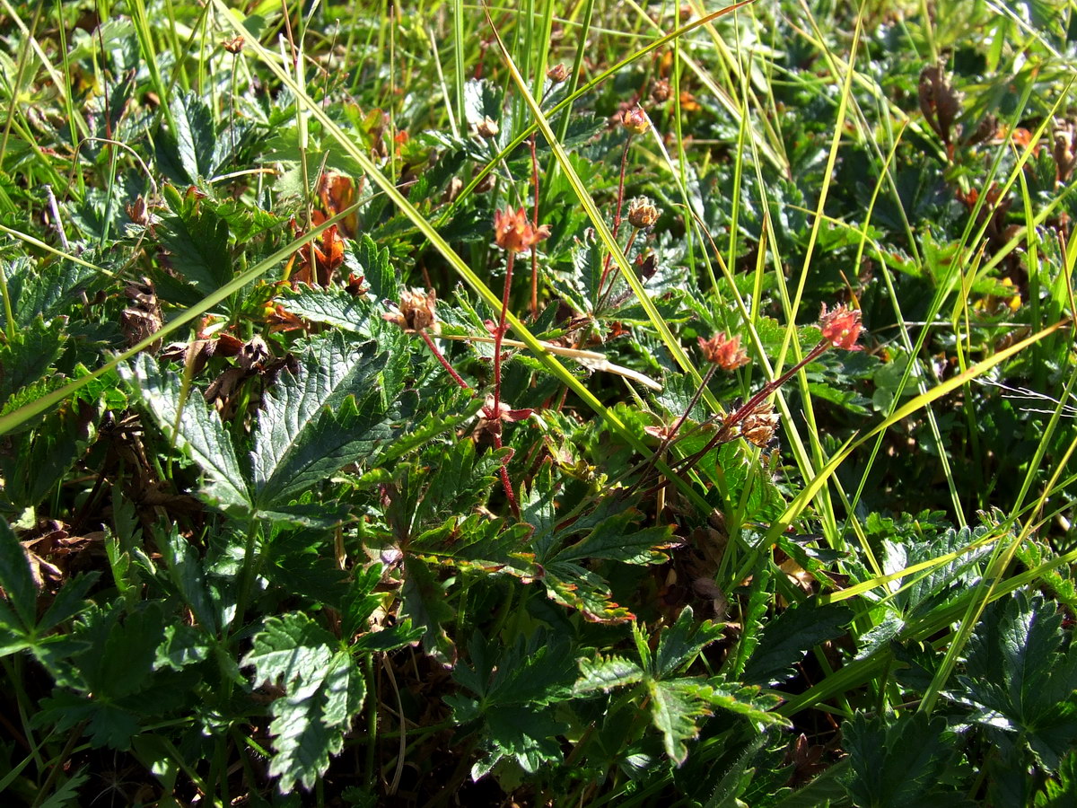 Image of genus Potentilla specimen.