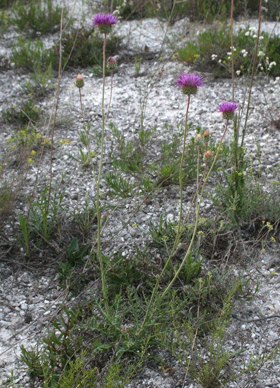 Image of Jurinea cretacea specimen.